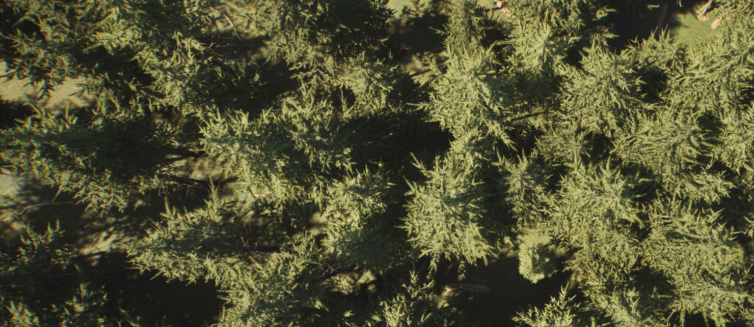 Vegetation Rendering Optimization with PCG